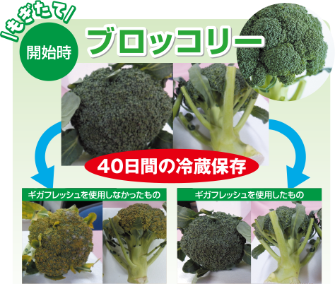 ブロッコリー冷蔵保存
