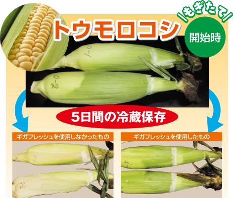 トウモロコシ冷蔵保存