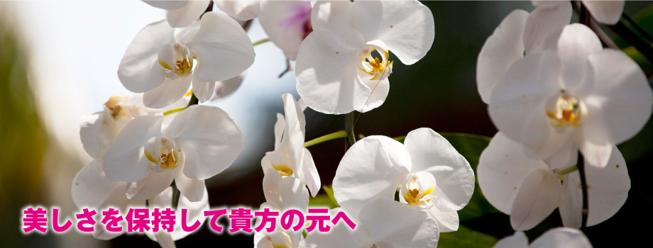 美しさを保持して貴方の元へ